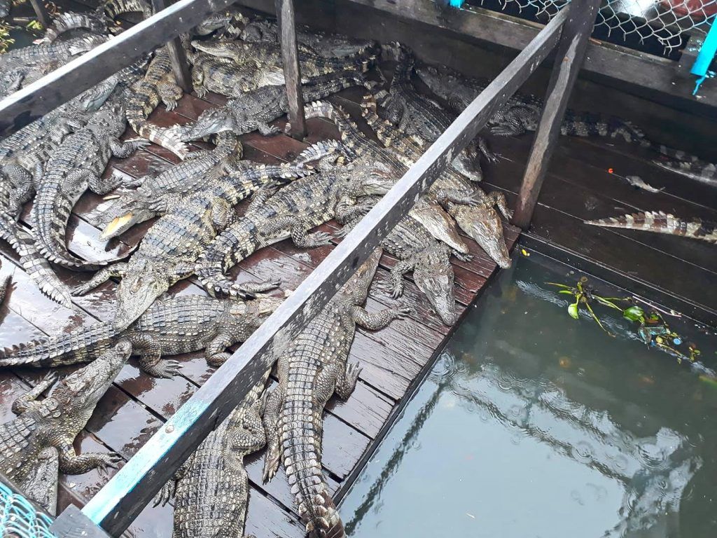 Visite de la ferme aux crocodiles de Siem Reap Cambodge